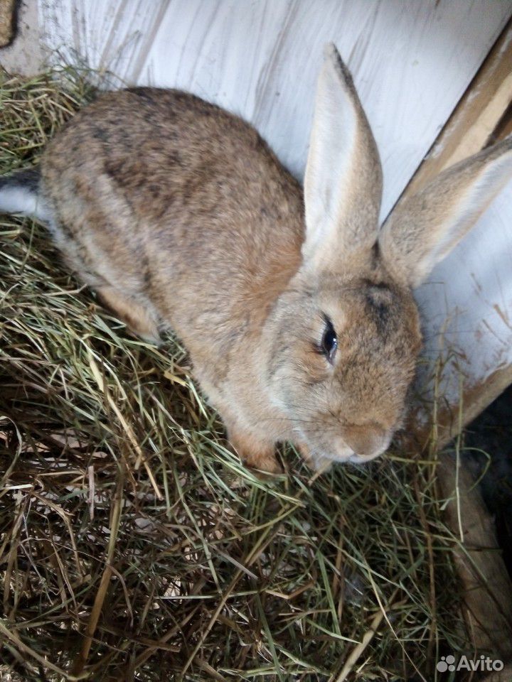 Продам кролих,крольчат,крола купить на Зозу.ру - фотография № 1