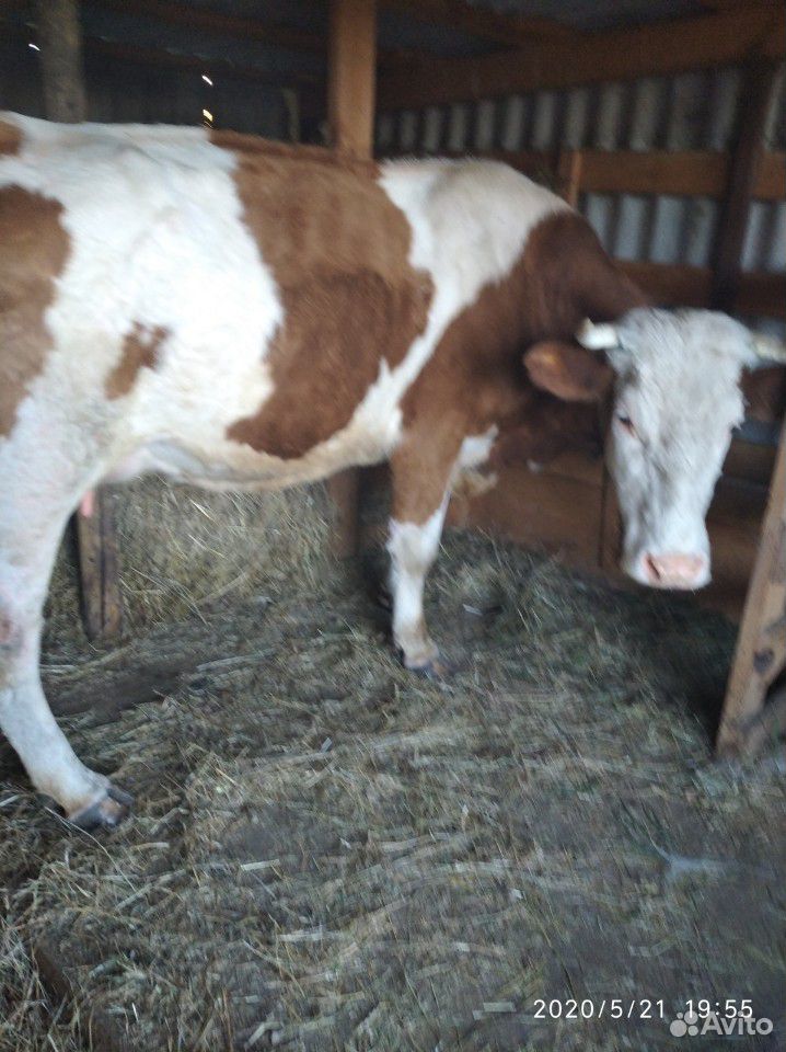 Корова2отел был7мая симентальская порода на данный купить на Зозу.ру - фотография № 2