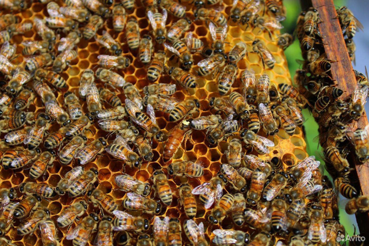 Пчелосемьями купить краснодарский. Ассоциация пчеловодов Румынии. Пчелы Карника купить. Пчёлы купить цена. Где продаются пчёлы в Грузию и номер телефона.