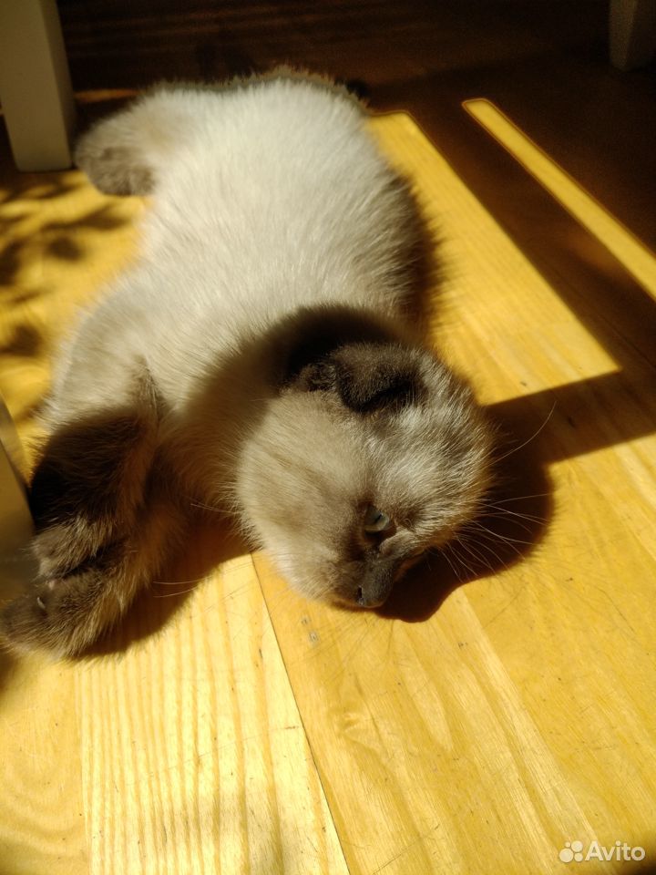Продается шотландский вислоухий голубоглазый котен купить на Зозу.ру - фотография № 8
