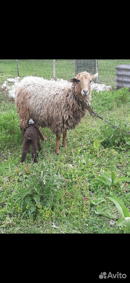 Курдючная овца с ягненком купить на Зозу.ру - фотография № 1