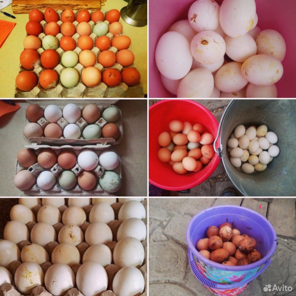 Куры несушки белые на яйце хайсекс петухи купить на Зозу.ру - фотография № 3