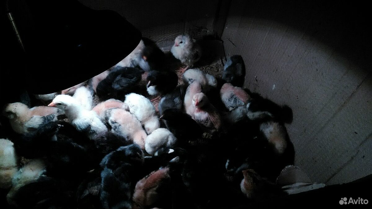 Цыплята домашние 10 дневные купить на Зозу.ру - фотография № 2