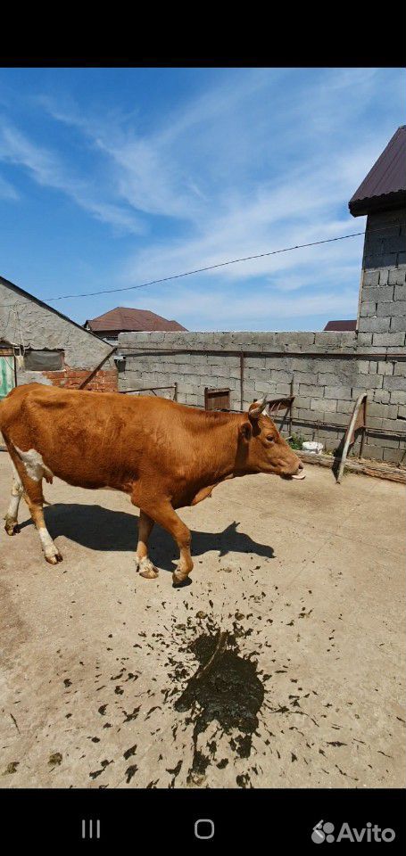 Корова с теленоком купить на Зозу.ру - фотография № 2