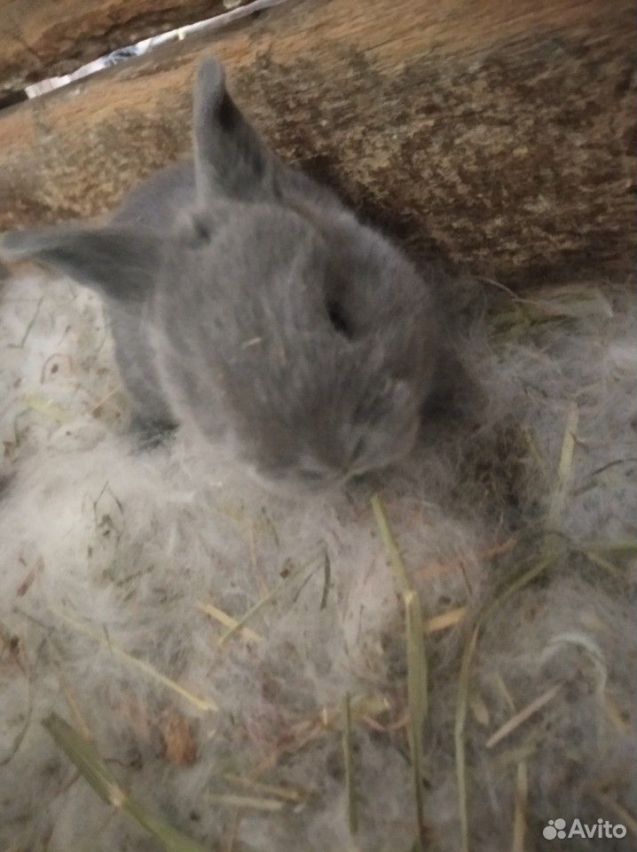 Кролик с крольчатами купить на Зозу.ру - фотография № 5