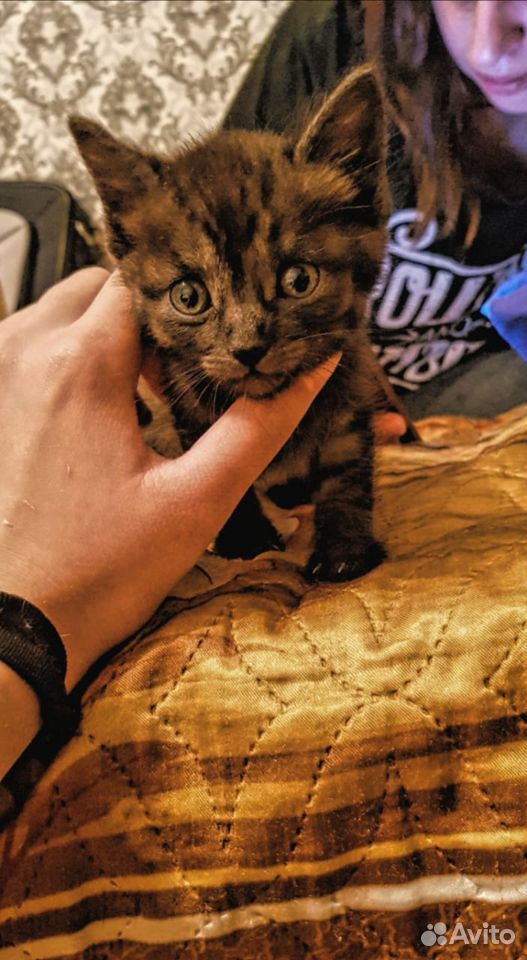 Отдадим маленького котенка в добрые руки купить на Зозу.ру - фотография № 1