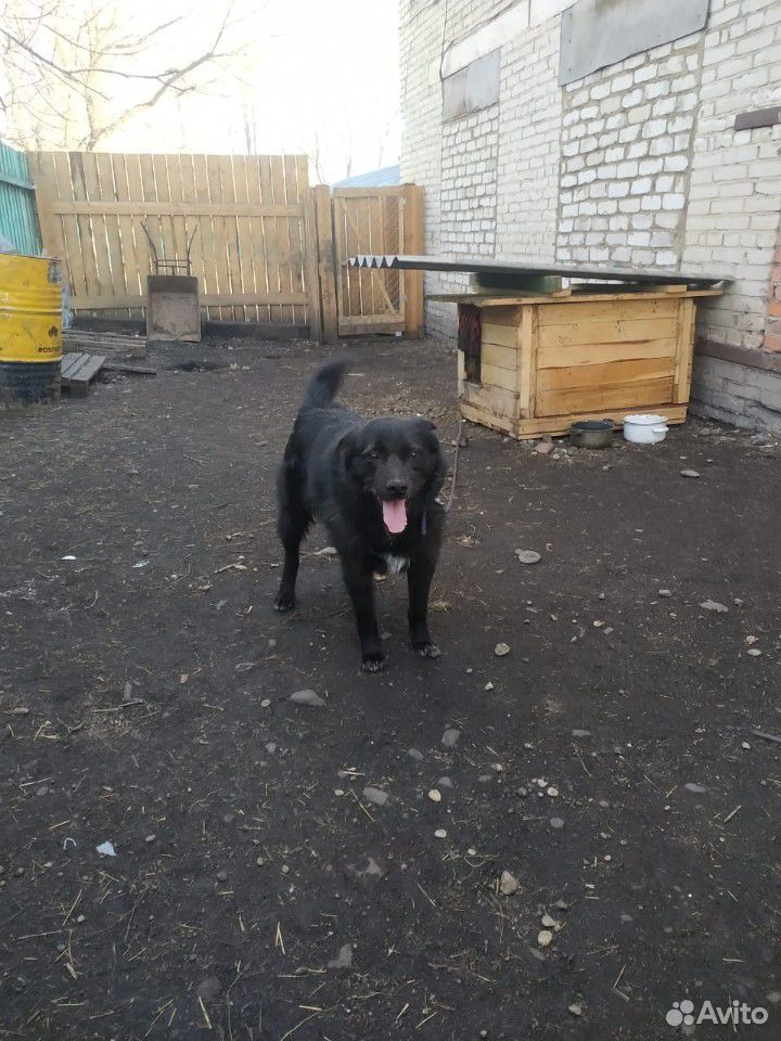Собака из приюта купить на Зозу.ру - фотография № 1