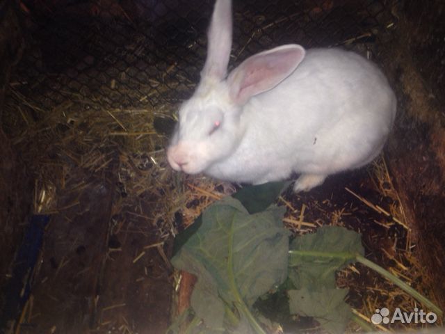 Кролик-производитель Белый паннон и крольчата купить на Зозу.ру - фотография № 9