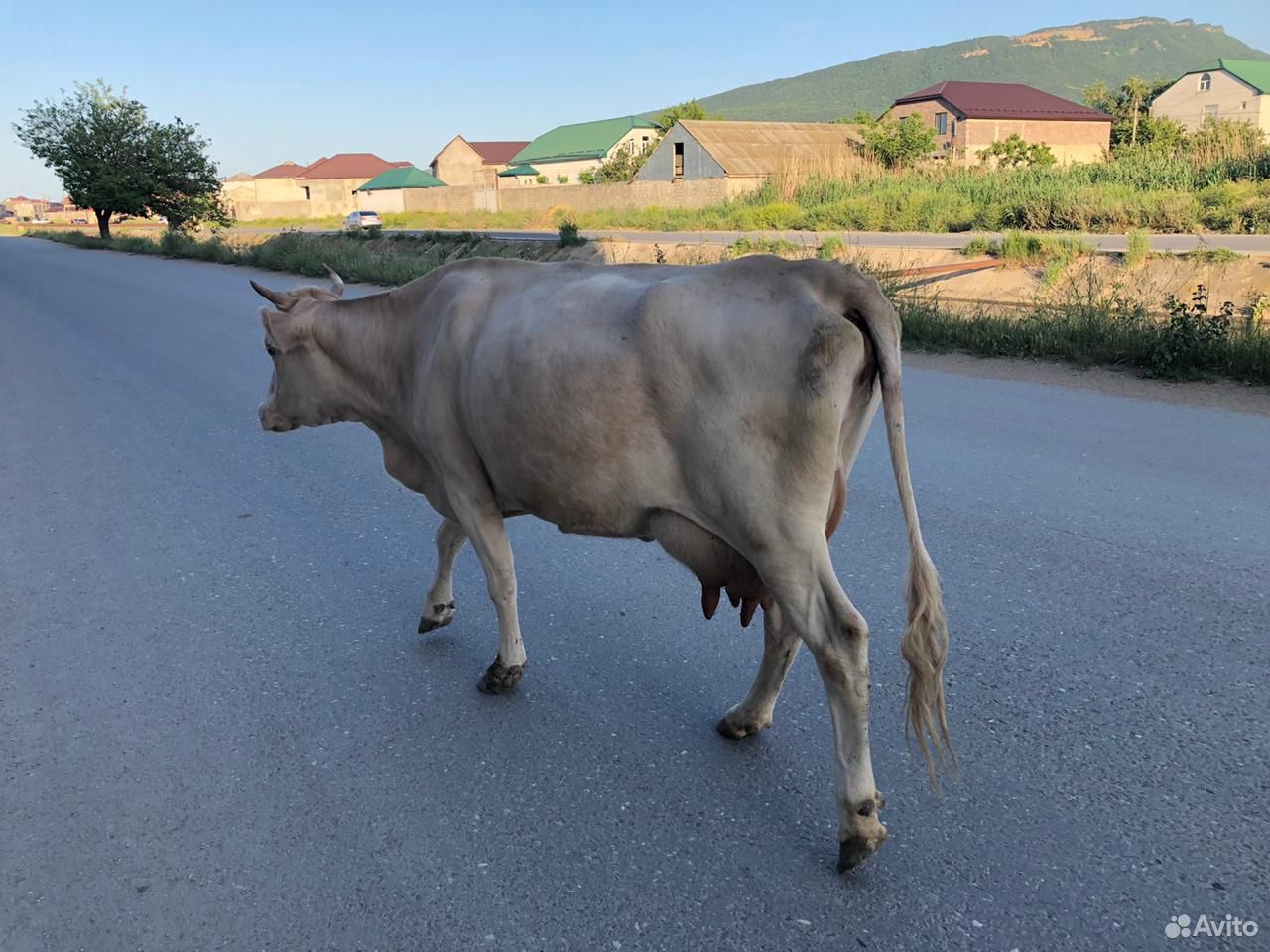 Продам корову с телёнком купить на Зозу.ру - фотография № 4