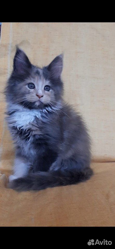 Котята мейн-кун купить на Зозу.ру - фотография № 3