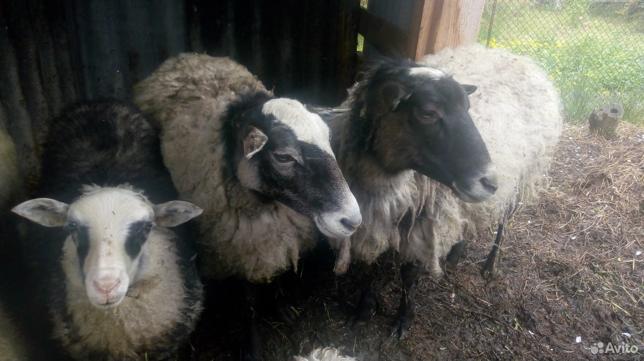 Продаются овцы с ягнятами купить на Зозу.ру - фотография № 2