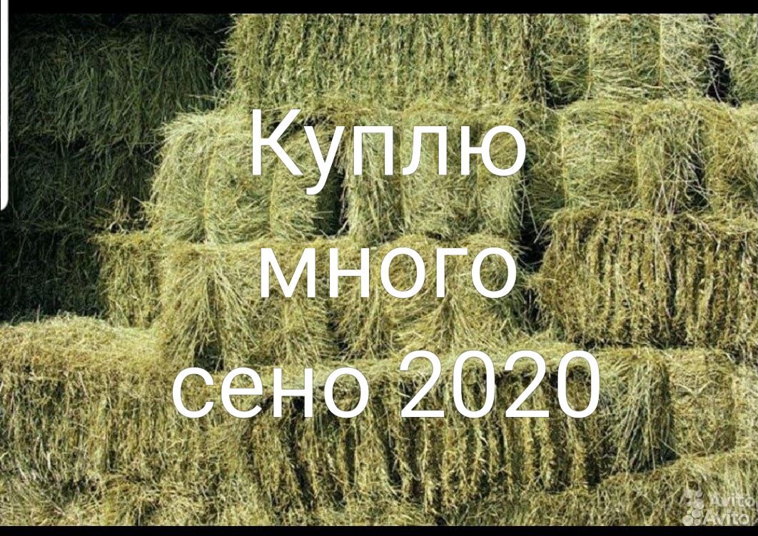 Сено 2020 купить на Зозу.ру - фотография № 1