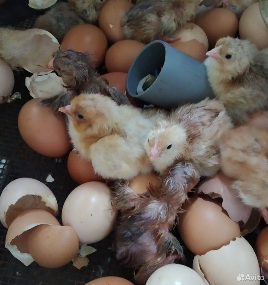 Подрощенные цыплята - несушки купить на Зозу.ру - фотография № 2