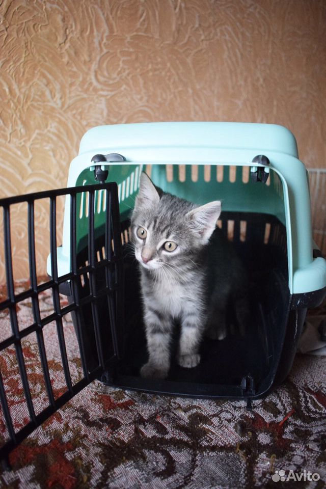 Котёнок ищет дом купить на Зозу.ру - фотография № 5
