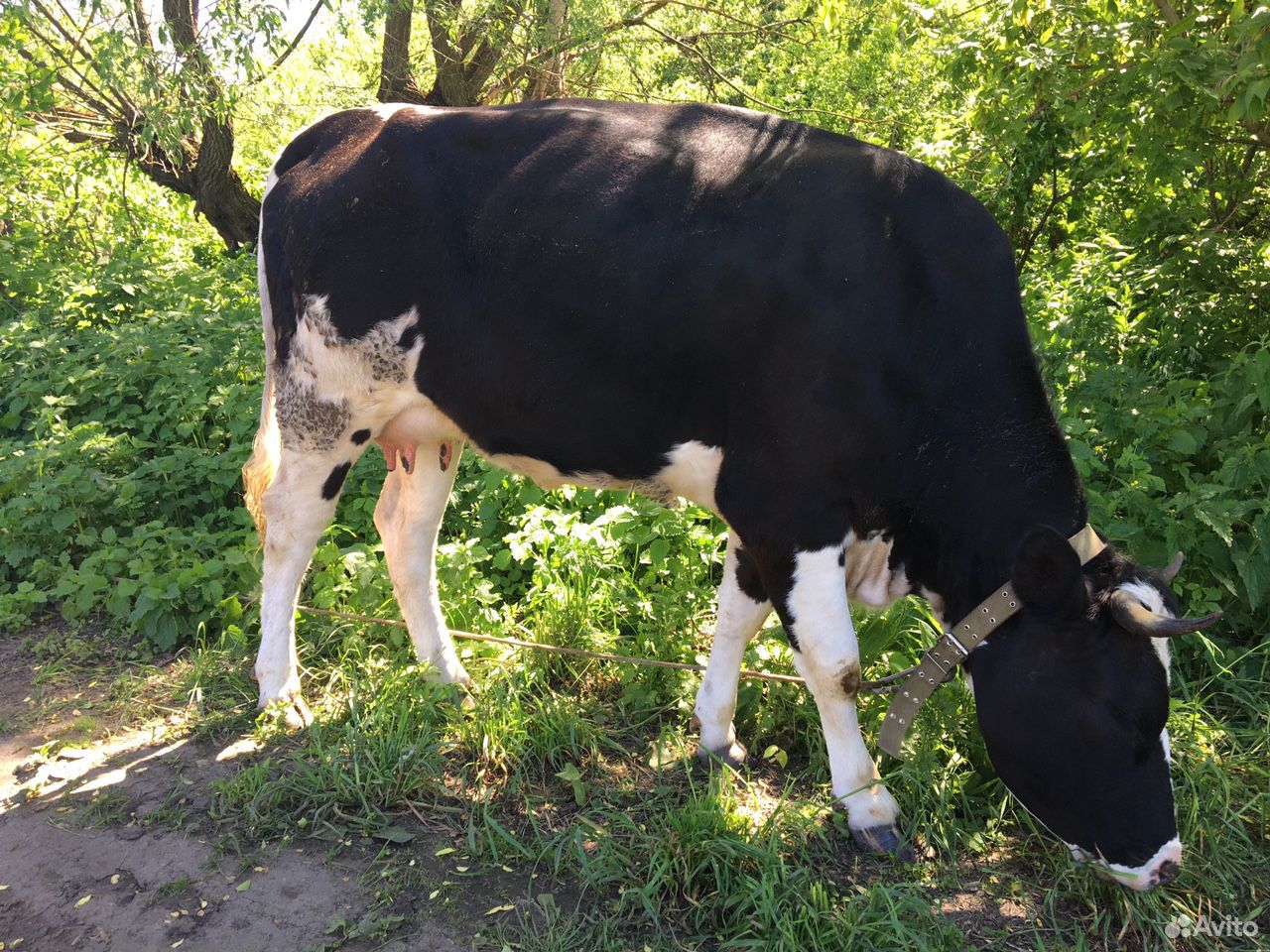 Корова молочная купить на Зозу.ру - фотография № 3
