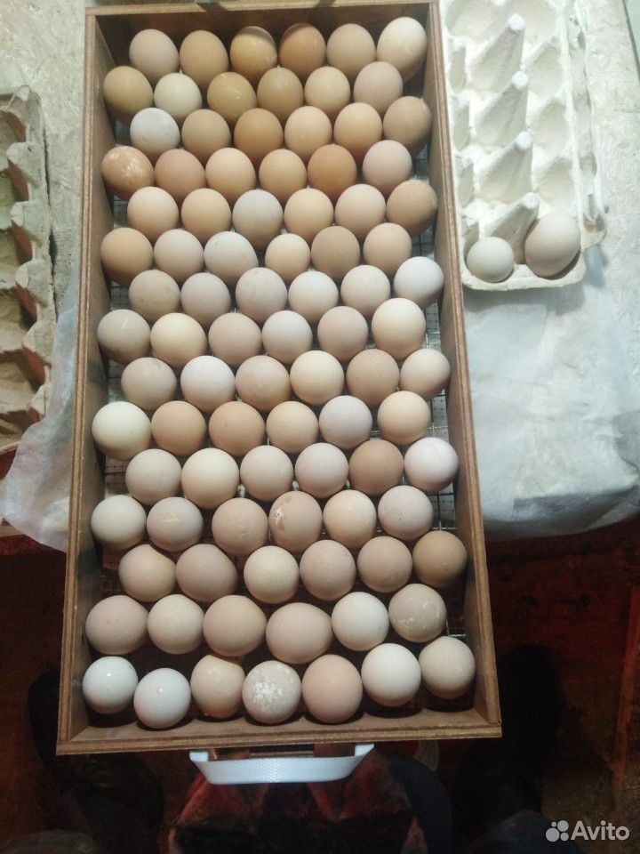 Инкубационное яйцо цесарки купить на Зозу.ру - фотография № 1