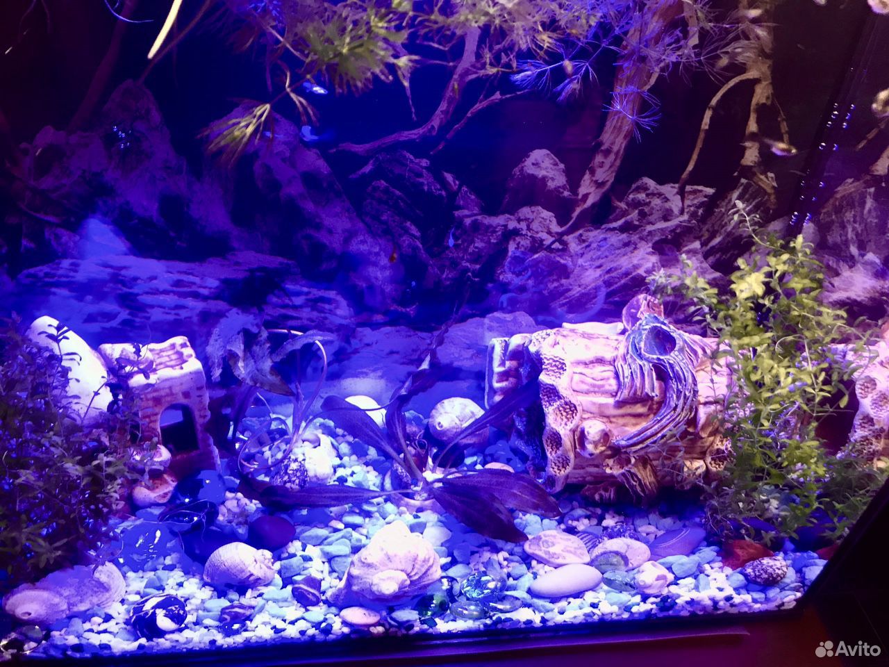 Обустроенный аквариум (новый) купить на Зозу.ру - фотография № 1