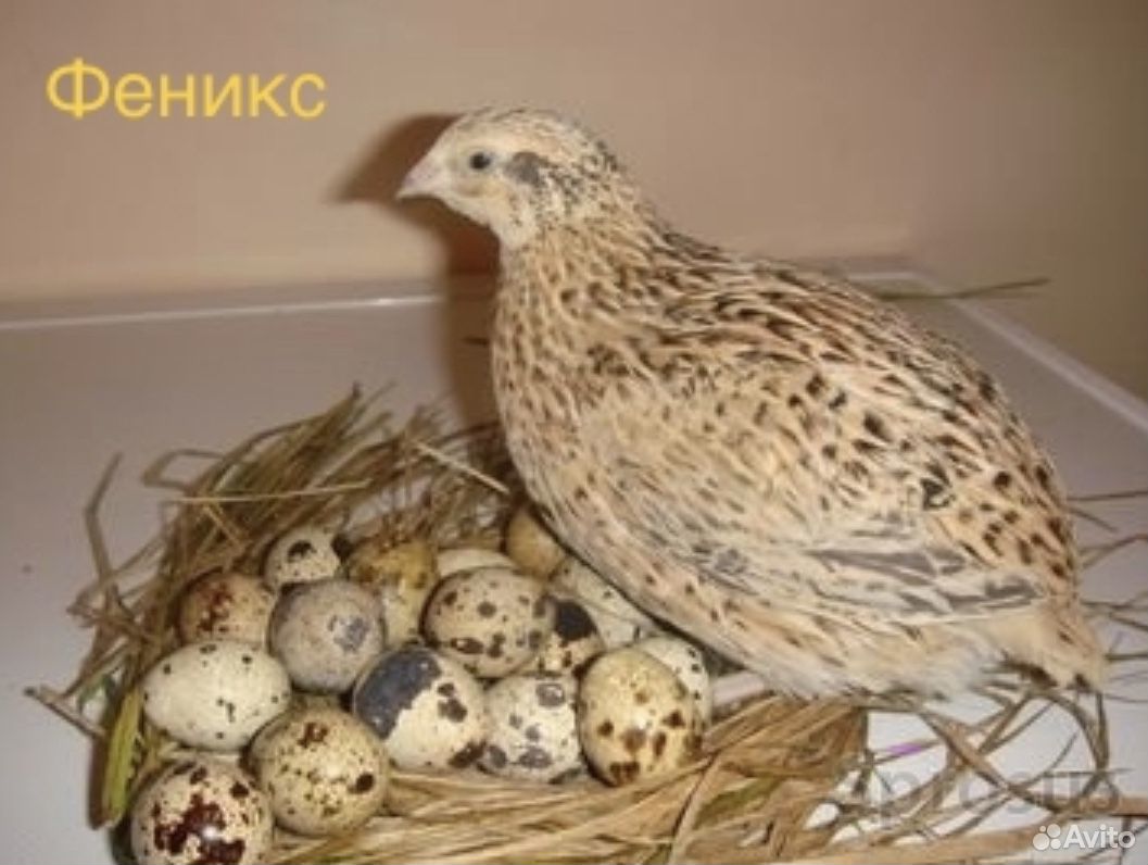 Продажа инкубационных яиц, цыплят перепелов купить на Зозу.ру - фотография № 3