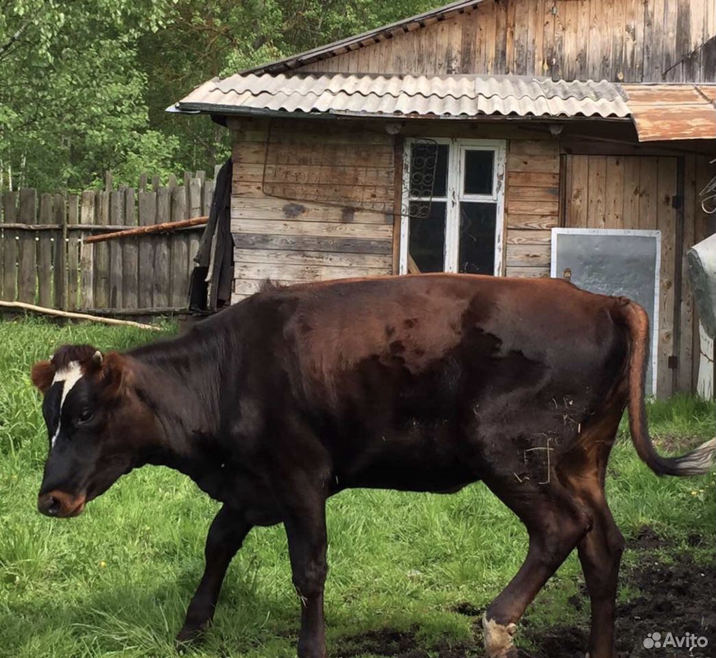 Корова (тёлка) купить на Зозу.ру - фотография № 4