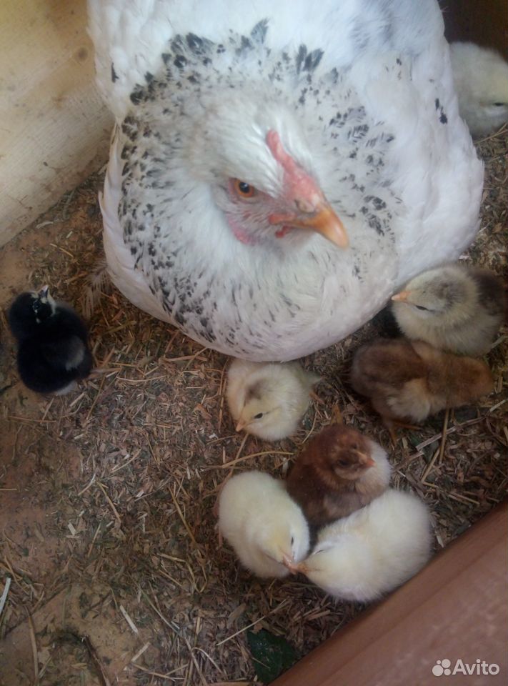Квочка с 10 цыплятами купить на Зозу.ру - фотография № 2