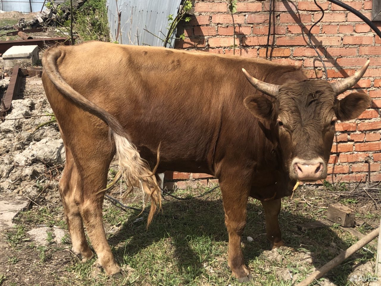 Коровы,быки с телёнком и без купить на Зозу.ру - фотография № 2