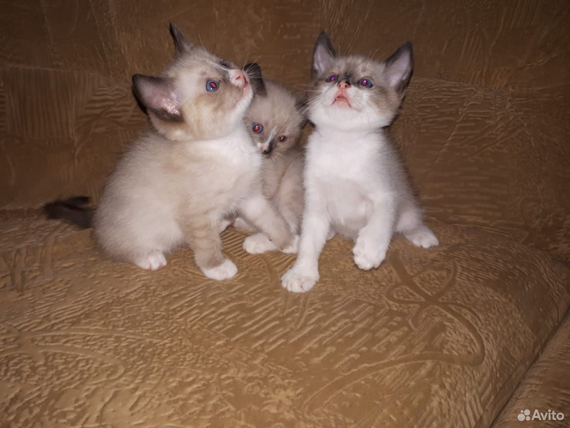 Тайские котята купить на Зозу.ру - фотография № 6