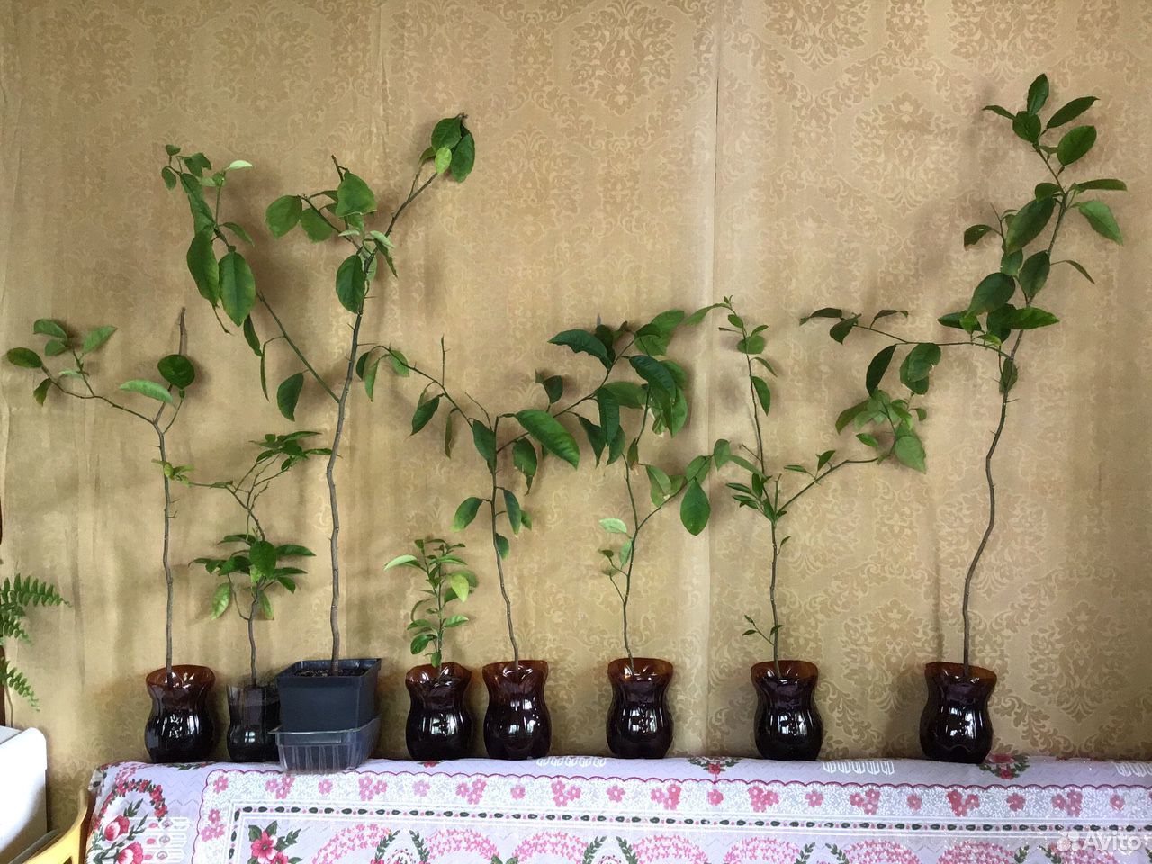 Цитрусовое дерево, 180 см купить на Зозу.ру - фотография № 6