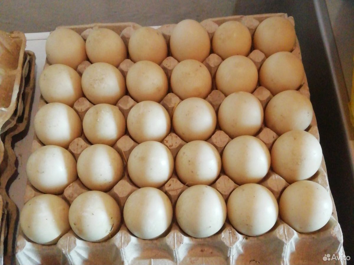Индоутки яйцо купить на Зозу.ру - фотография № 1