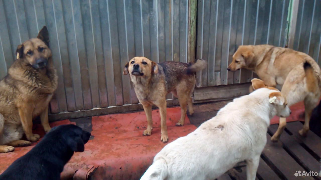 Отдадим бесплатно собак из приюта купить на Зозу.ру - фотография № 2
