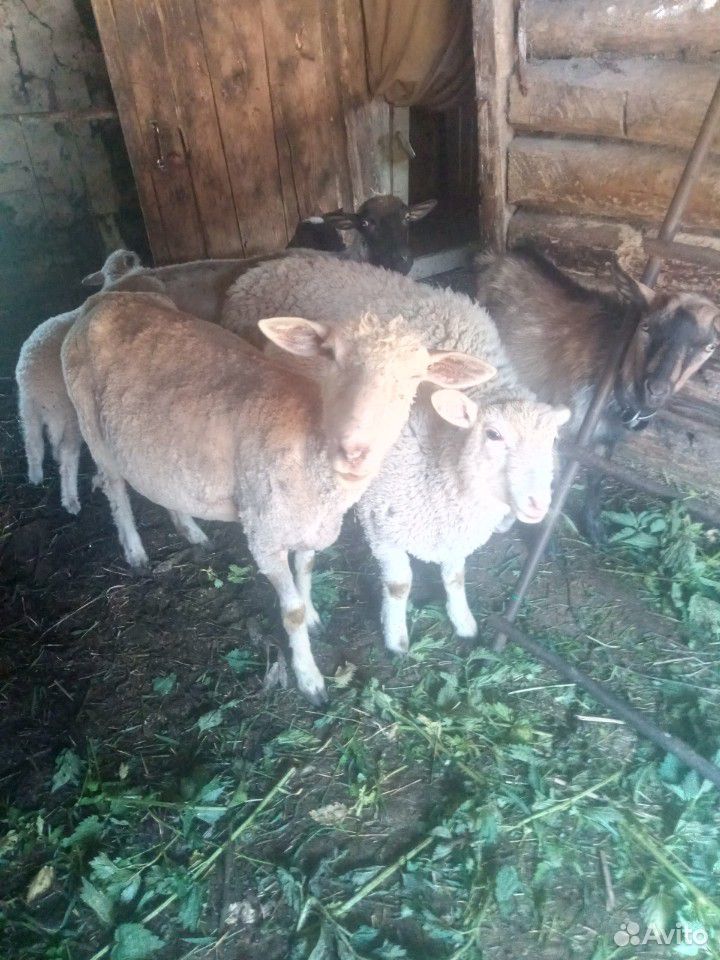 Куйбышевские овцы купить на Зозу.ру - фотография № 3
