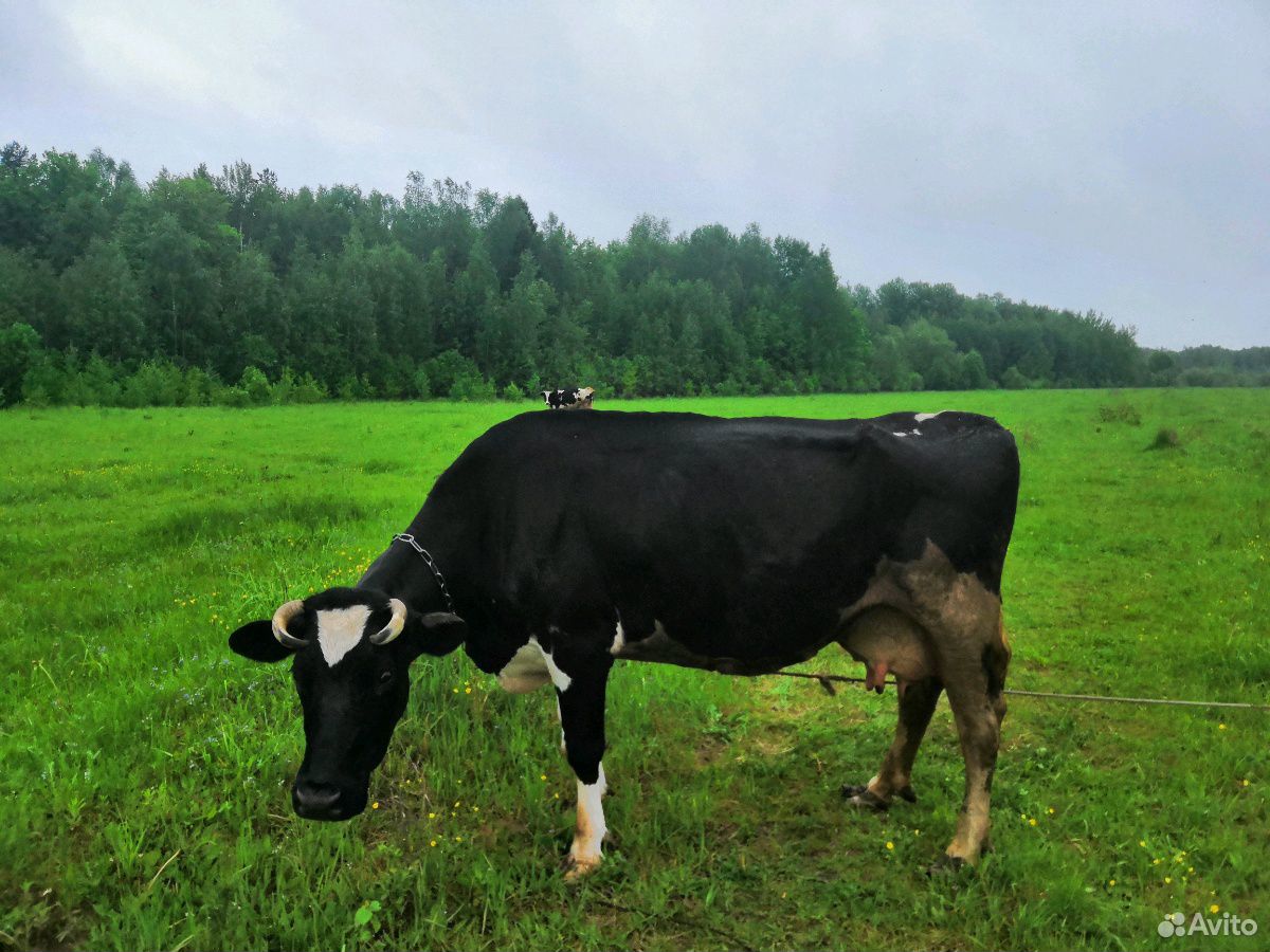 Продаю корову и тёлку 1 год купить на Зозу.ру - фотография № 4