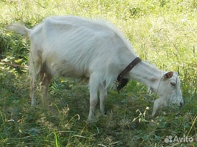 Дойные козы купить на Зозу.ру - фотография № 6