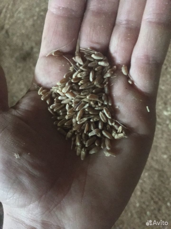 Продам зерно Пшеницу купить на Зозу.ру - фотография № 5