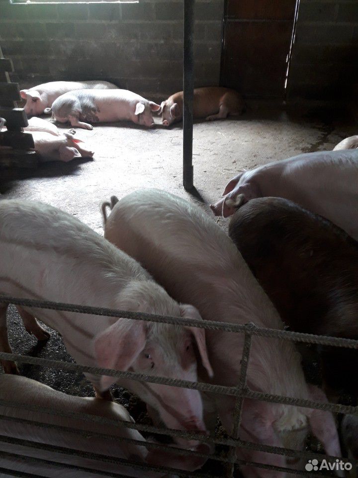 Молодняк свиней на мясо купить на Зозу.ру - фотография № 4