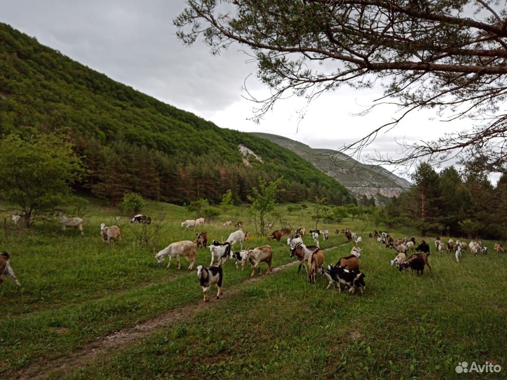 Козы, Лошади, телята, дойные коровы купить на Зозу.ру - фотография № 2