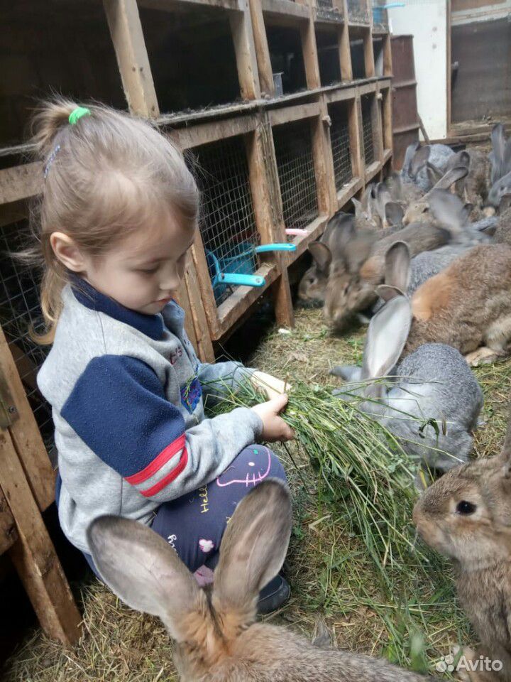 Кролик Фландр купить на Зозу.ру - фотография № 4