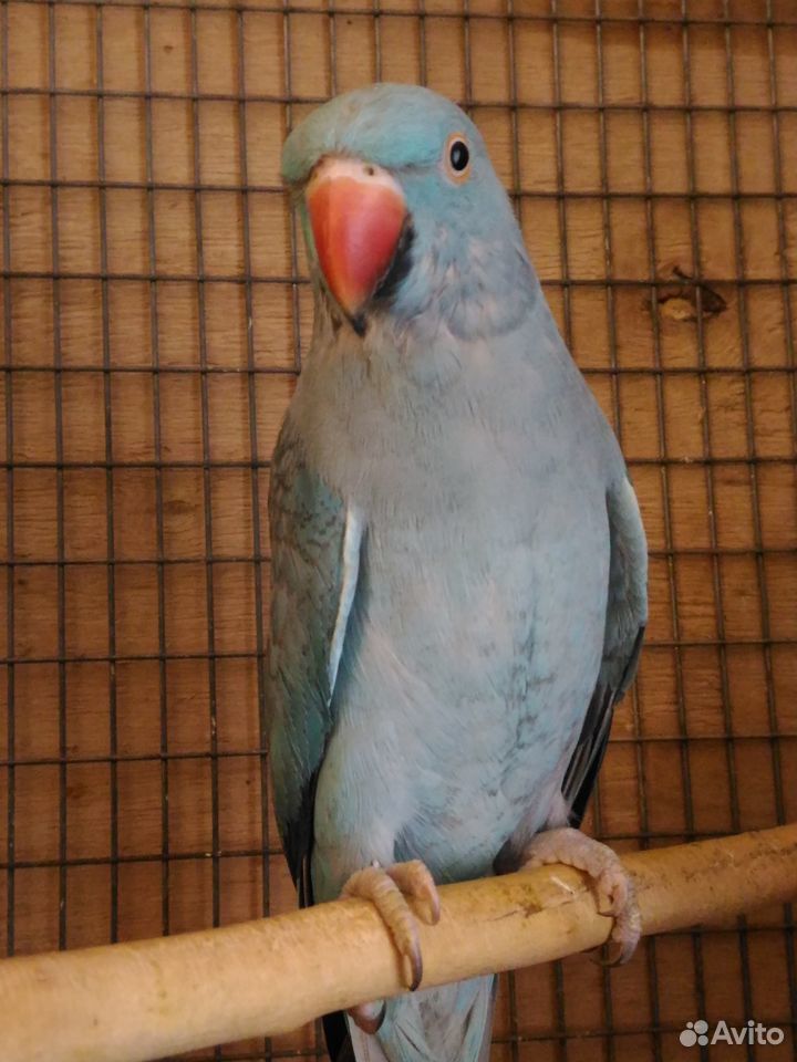 Ожереловый попугай, птенцы купить на Зозу.ру - фотография № 3