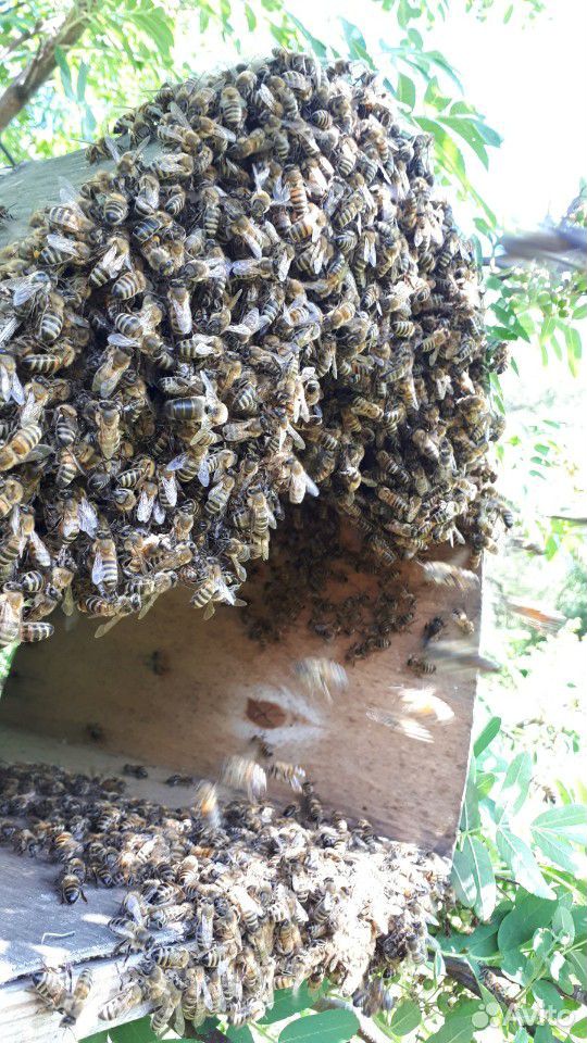 Сниму рой пчёл с вашего участка бесплатно купить на Зозу.ру - фотография № 1