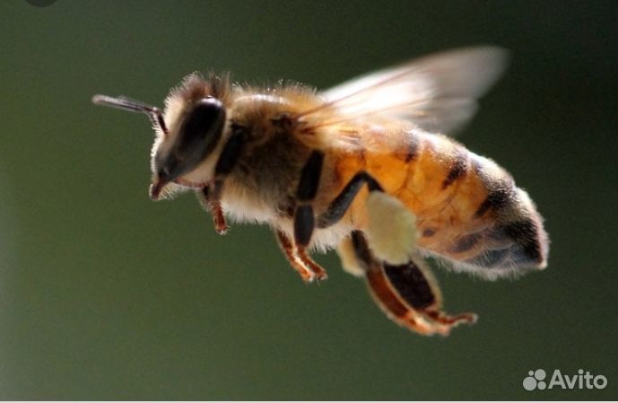 Пчелы, пасека, ульи купить на Зозу.ру - фотография № 1