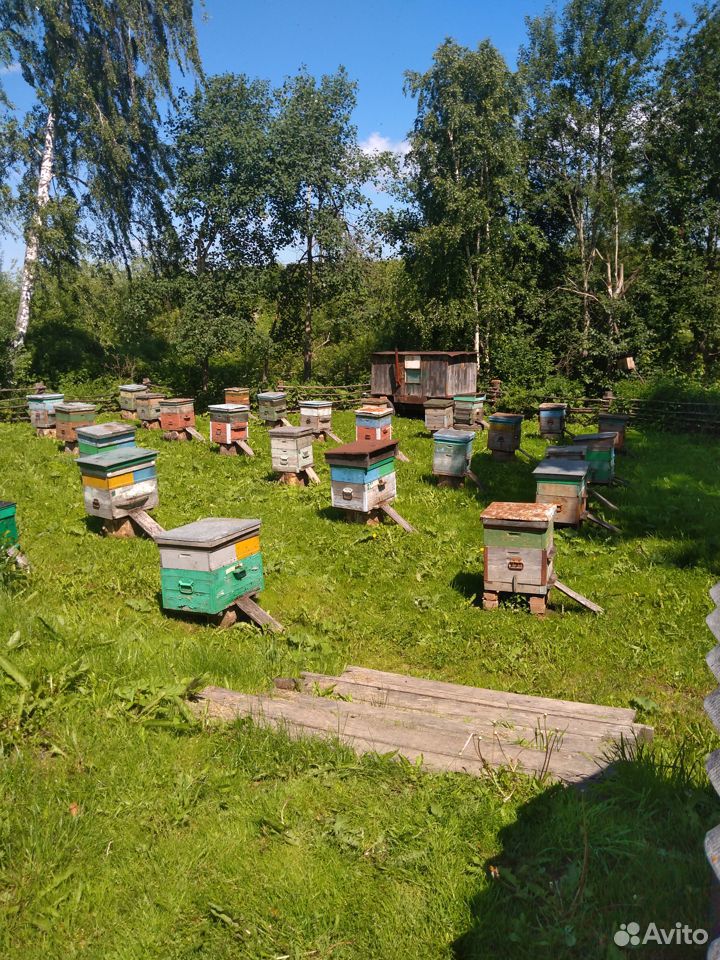 Пчёло семьи купить на Зозу.ру - фотография № 3