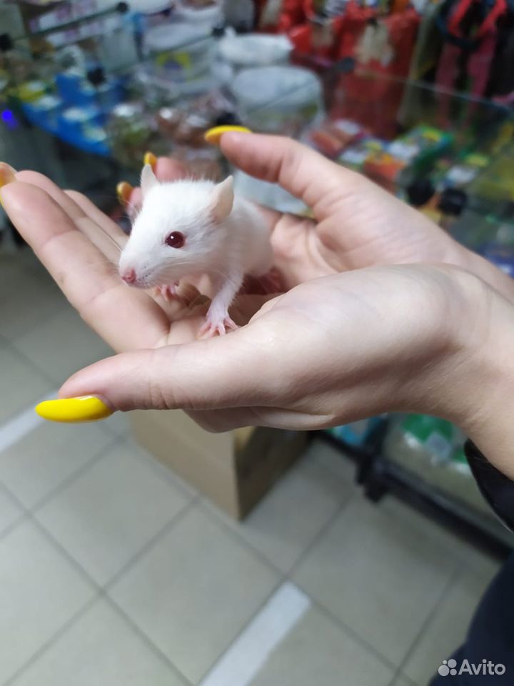 Продаются крысята купить на Зозу.ру - фотография № 2