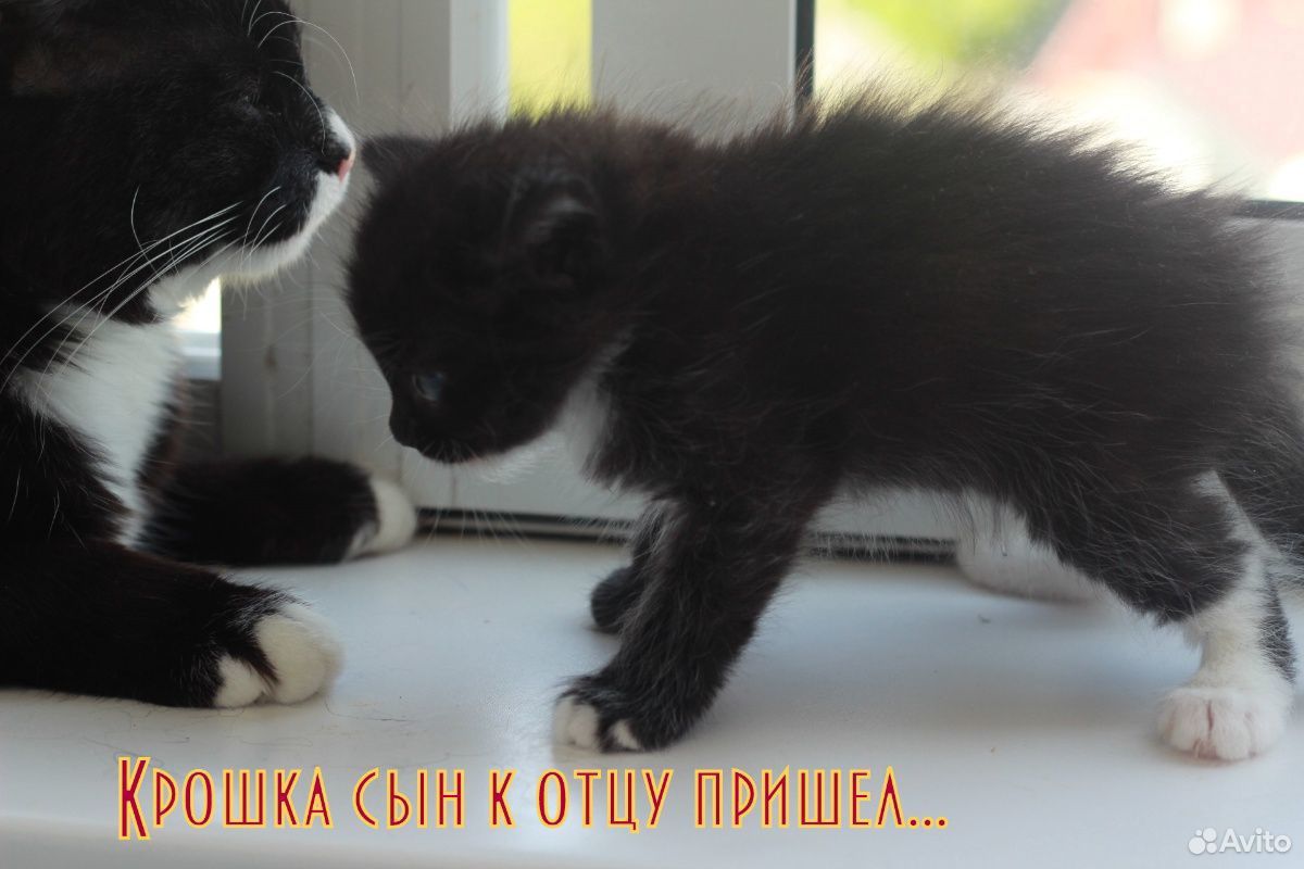 Котята в добрые руки. Бесплатно купить на Зозу.ру - фотография № 7
