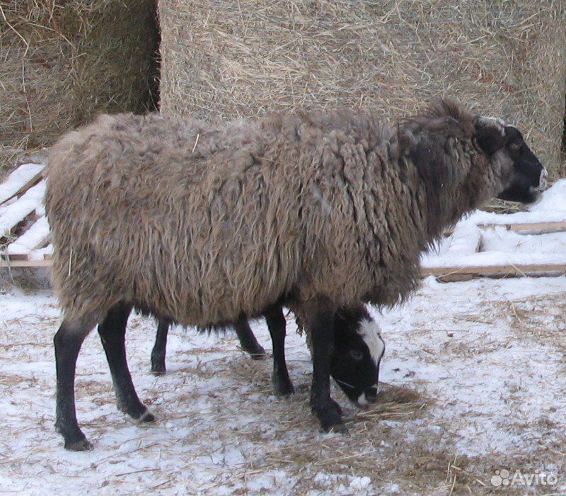 Овцы на племя или на мясо купить на Зозу.ру - фотография № 2