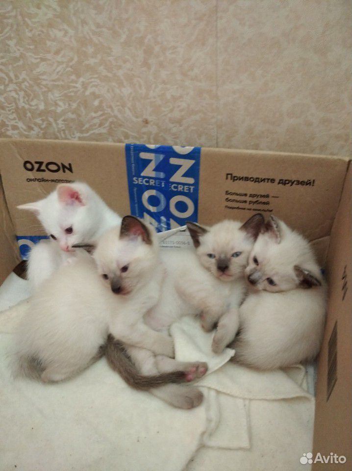 Котята тайские купить на Зозу.ру - фотография № 1