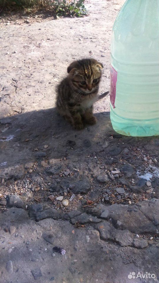 Кошка шотланка вислоухая купить на Зозу.ру - фотография № 1