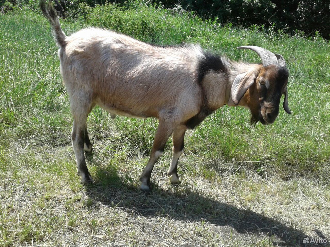 Породистый козёл на племя (продажа, обмен, торг) купить на Зозу.ру - фотография № 6