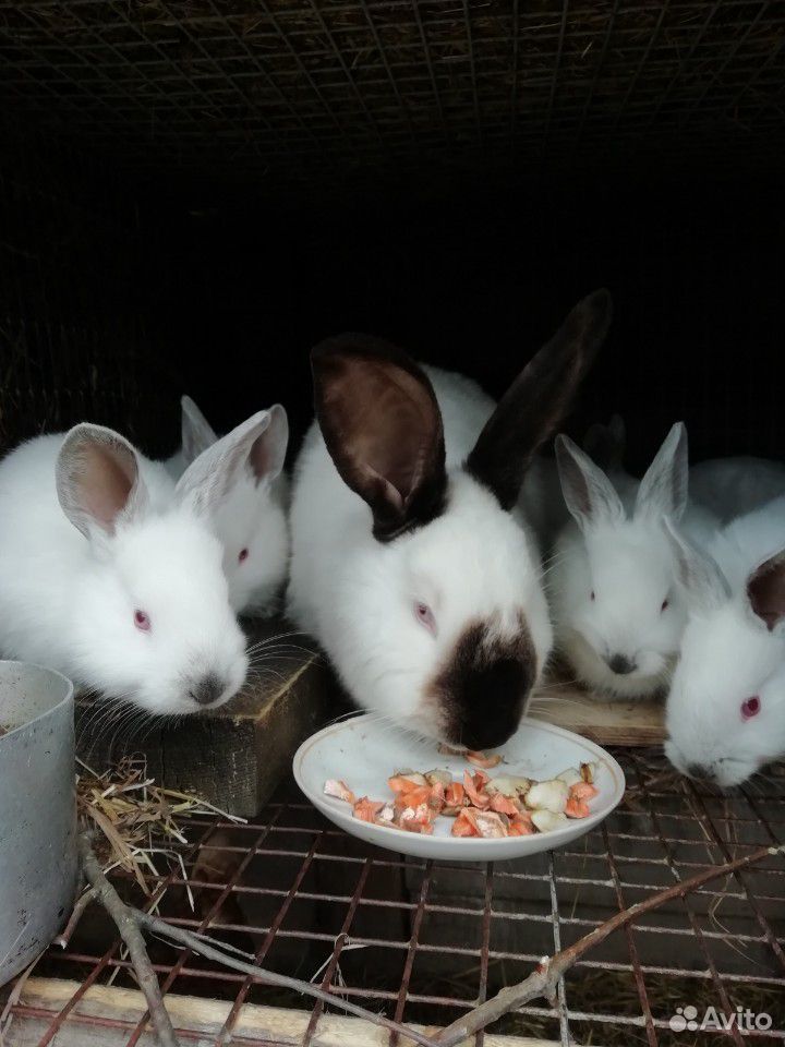 Кролики Калифорнийские купить на Зозу.ру - фотография № 3