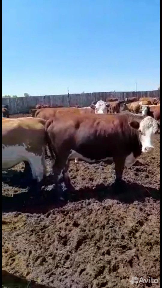 Коровы бычки купить на Зозу.ру - фотография № 7