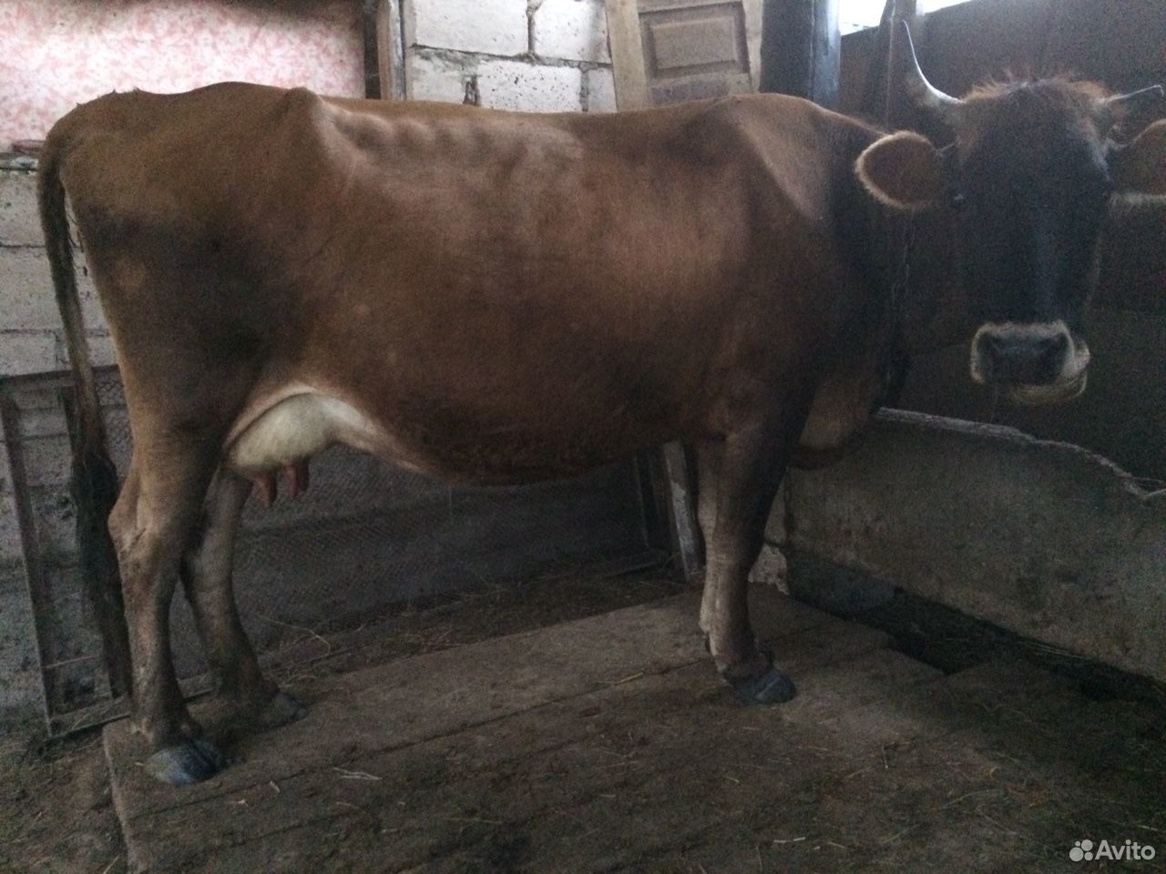 Продаётся дойная корова с трёх месячным телёнком купить на Зозу.ру - фотография № 1