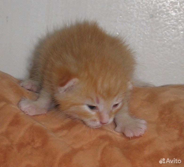 Авито нижний новгород кошки. Рыжий метис Сибирский котенок 1 месяц. Сибирские котята рыжие 2 недели. Кот метис рыжий. Метис кот светло рыжий.